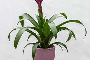 Guzmania